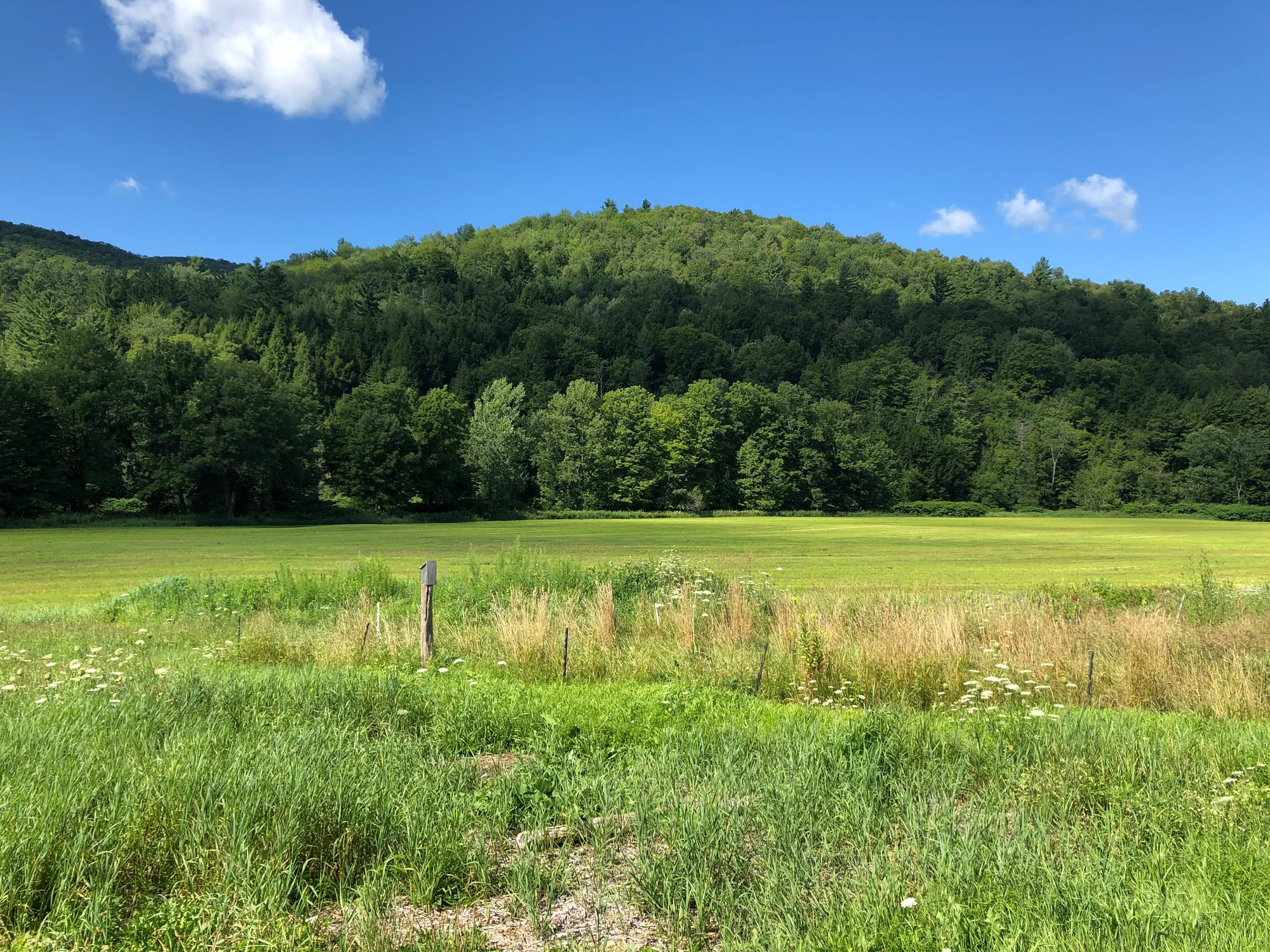 A photo of a field in front of tree-covered hills. The vegetation is bright green, the sky is very blue.