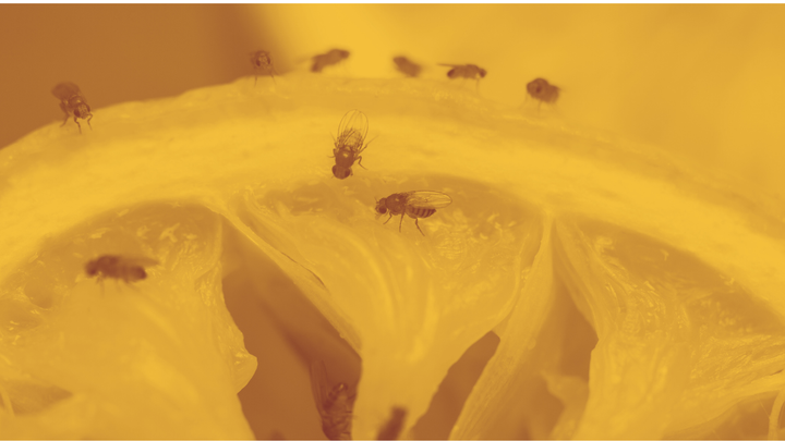 A photo of fruit flies on a slice of lemon