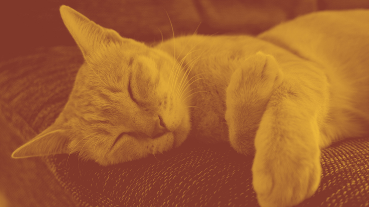 A photo of a light-colored cat sleeping on a couch.