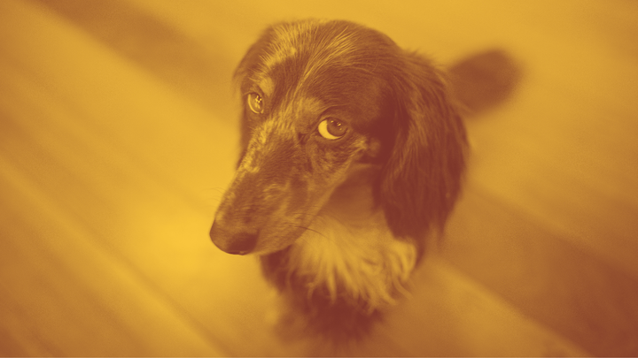 A photo of a dog looking guilty.